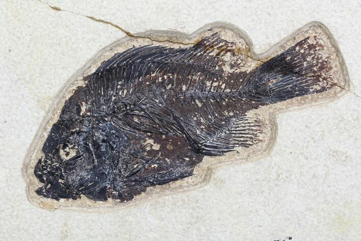 Bargain Fossil Fish (Cockerellites) - Green River Formation #96934